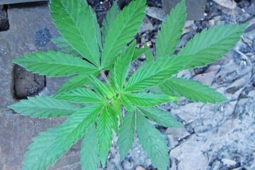 MPU-Anordnung bei Cannabiskonsum in länger zurückliegender Vergangenheit