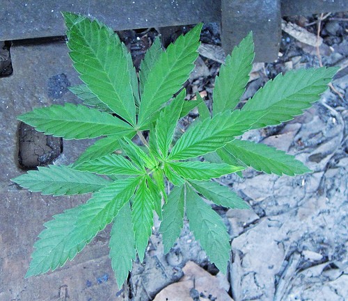 cannabis photo