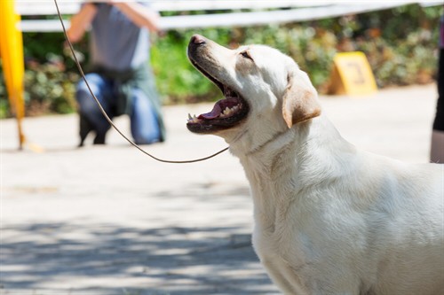 aufsichtspflicht bei hunden in der öffentlichkeit