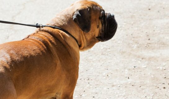 Haftung bei Hundeausführung aus Gefälligkeit