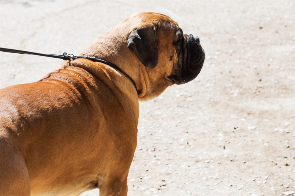 hund an der leine