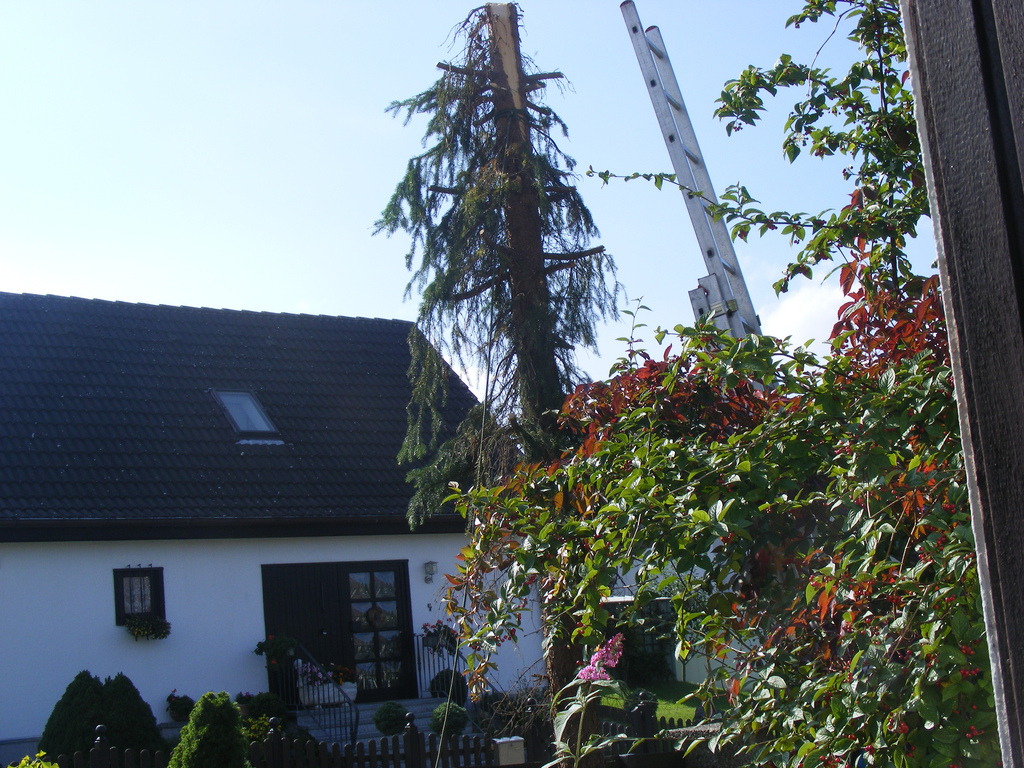 baumfällung photo