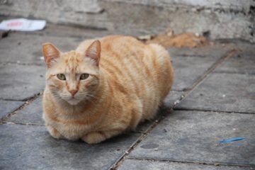 WEG – Einführung von Leinenzwang für Katzen