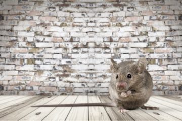 Ratte im Hotelzimmer kein Reisemangel