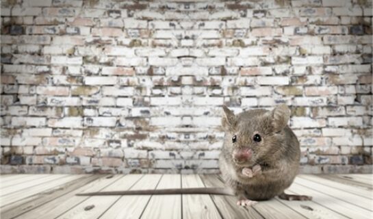 Ratte im Hotelzimmer kein Reisemangel