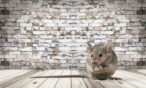 ratte in hotelzimmer