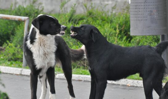 Hundehalterhaftung – Verletzung bei dem Versuch der Trennung streitender Hunde – Haftung