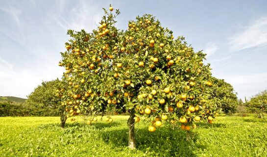 Wildschadenhaftung bei Streuobstwiese