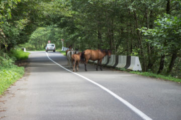 Tierhalterhaftung: Beaufsichtigung eines Pferdes an einer Landstraße