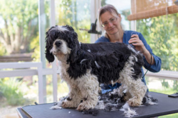 Schadensersatz bei einem Hundebiss in einem Hundesalon