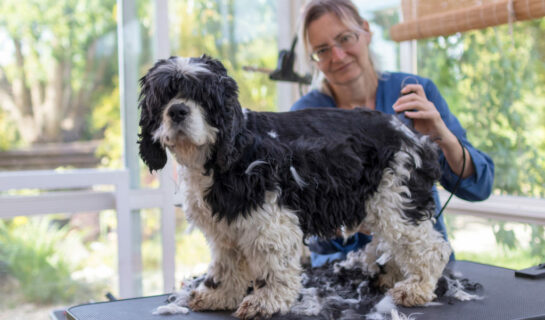 Schadensersatz bei einem Hundebiss in einem Hundesalon