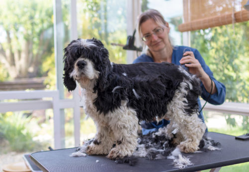 Schadensersatz bei einem Hundebiss in einem Hundesalon
