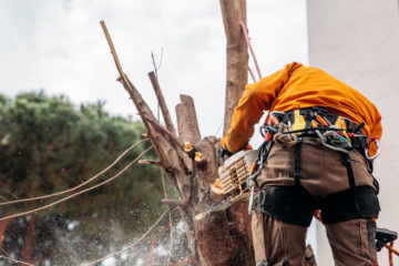 Dürfen Mieter Bäume fällen, wenn sie die Gartenpflege übertragen bekommen haben?