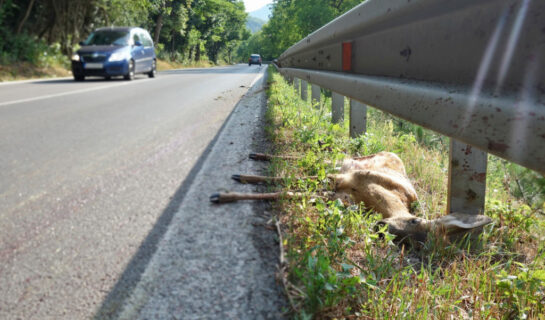 Teilkaskoversicherung – Wildunfall – verspätete Schadensmeldung