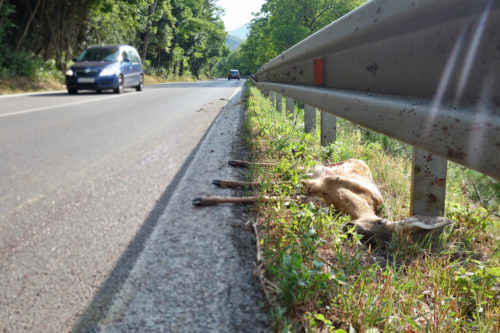 Teilkaskoversicherung – Wildunfall – verspätete Schadensmeldung
