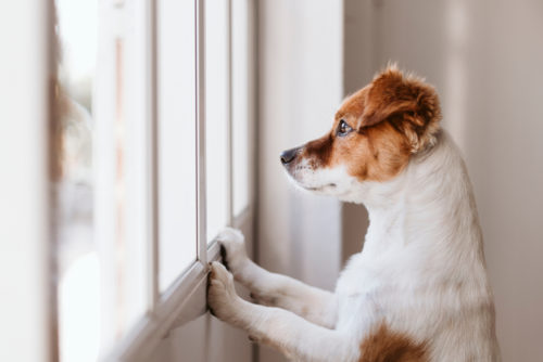 Gebrauchsregelung zur Hundehaltung bei WEG