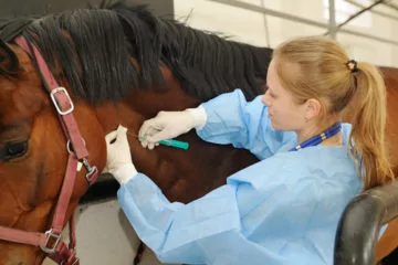 Tierarzthaftung – Darlegungslast und Beweismaß für groben Behandlungsfehler
