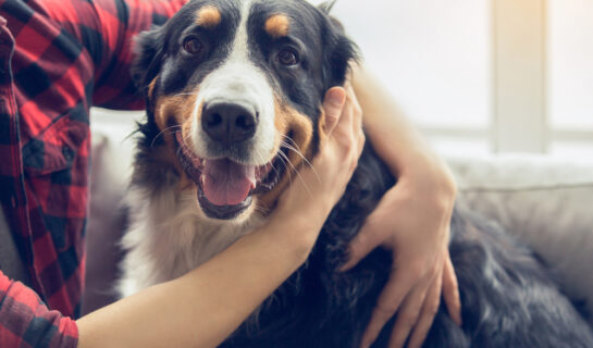 Zustimmung Vermieter zur Haltung eines großen Hundes in Mietswohnung