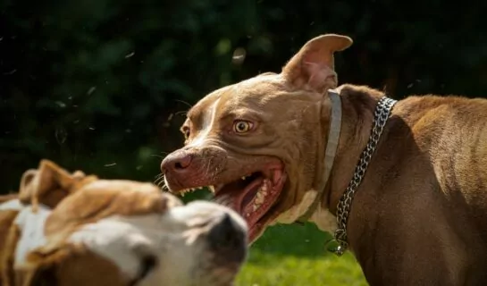 Tierhalterhaftung bei Hundehalterverletzung bei Beißerei zwischen Hunden