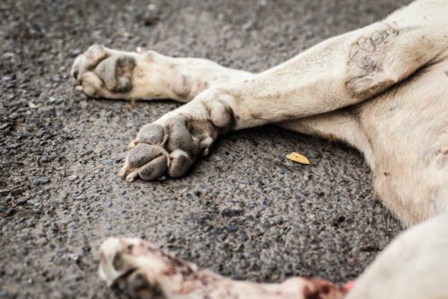 Verkehrsunfall - Behandlungskosten für angefahrenen Hund