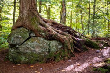 Waldbesitzerhaftung für Sturz eines Kindes über Wurzel
