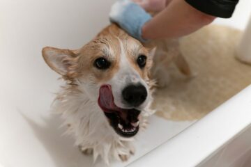 Zusatzkaution bei Hundehaltung bei Wohnungsmietvertrag