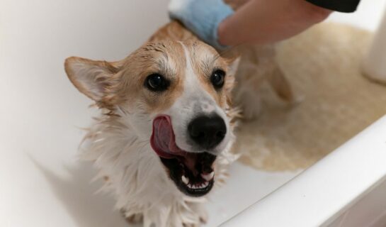 Zusatzkaution bei Hundehaltung bei Wohnungsmietvertrag