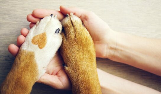 Tierhalterhaftung – Schadensersatz und Schmerzensgeld