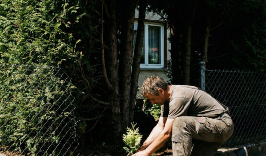 Verjährung von Beseitigungsansprüchen bei Hecken-Erneuerung und Klagebefugnis