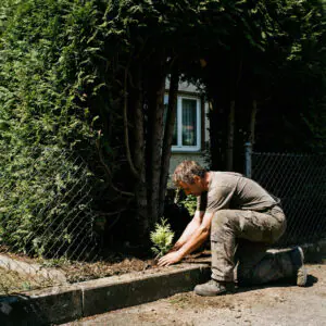 Kniende Person setzt eine kleine Thujen-Jungpflanze in eine Lücke der massiven, dunklen Grenzhecke.